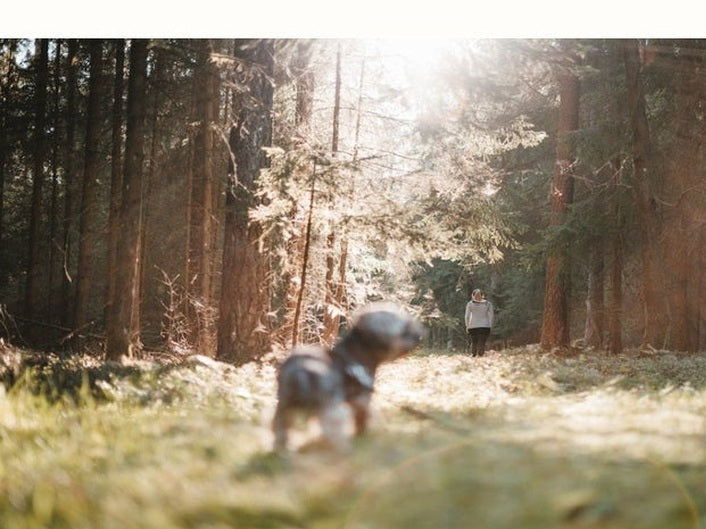 dog walking through forest