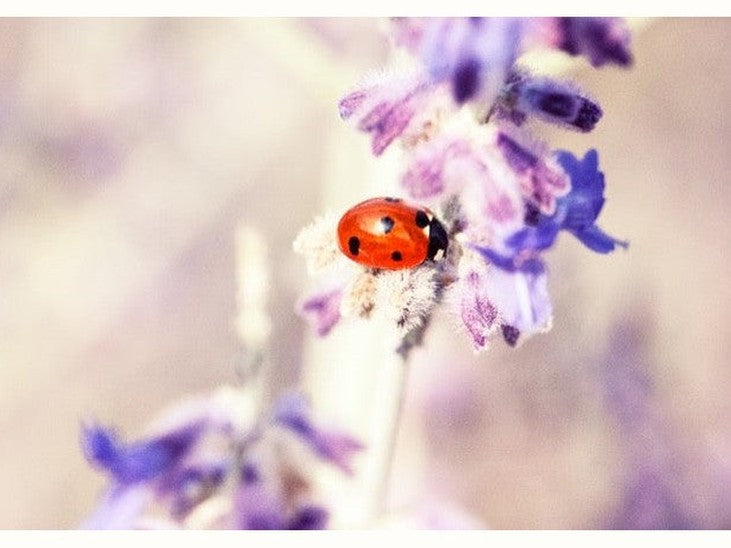 ladybird on lavender