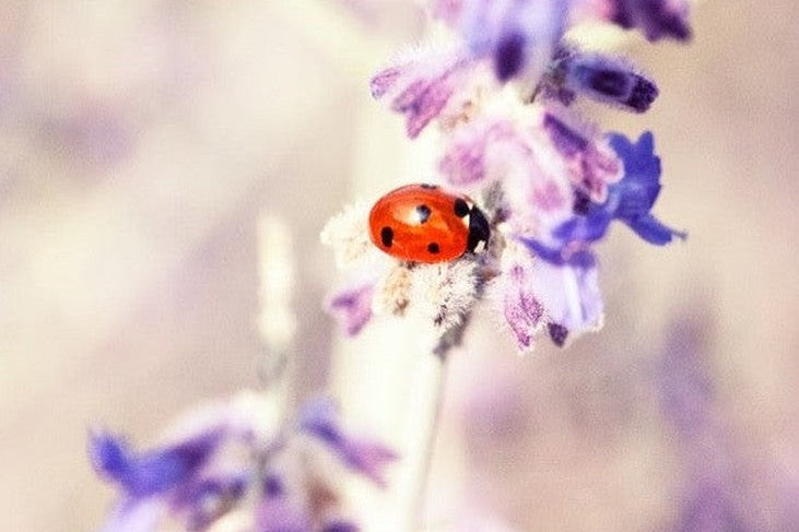 ladybird on lavender
