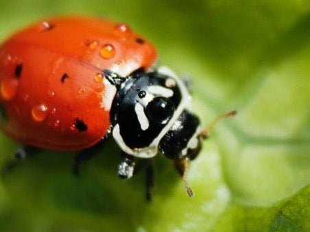 ladybird on lettuce leaf