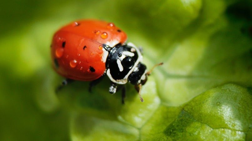 ladybird on lettuce leaf