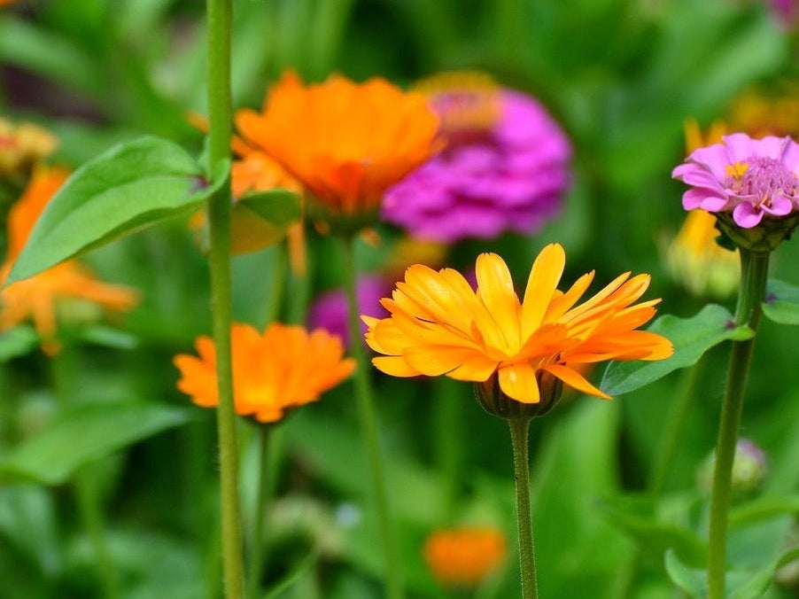 marigolds and zinnia flowers