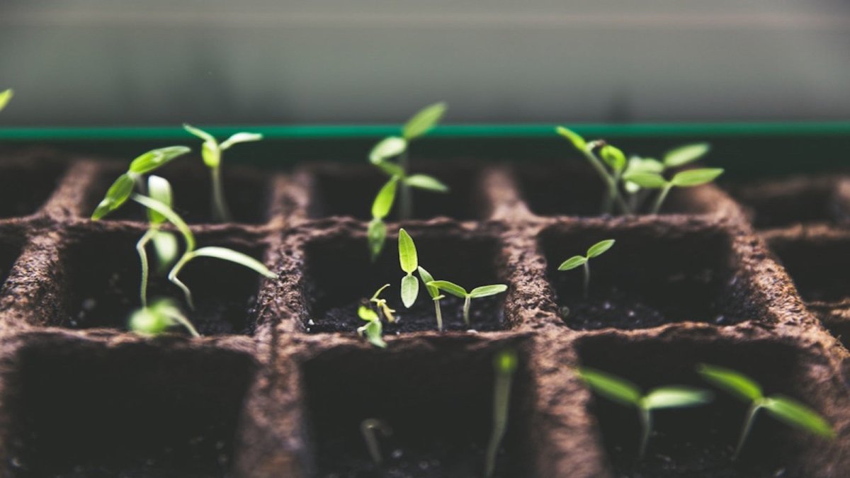 Seedlings growing in punnets