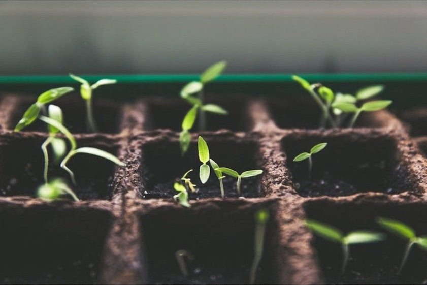 Seedlings growing in punnets