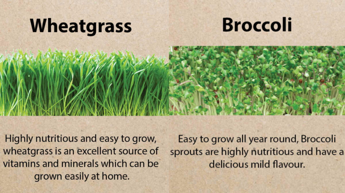 Microgreen or Sprout? Best Methods for Different Seeds (and what they taste like) - Urban Revolution