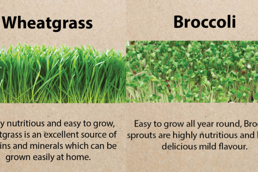Microgreen or Sprout? Best Methods for Different Seeds (and what they taste like) - Urban Revolution