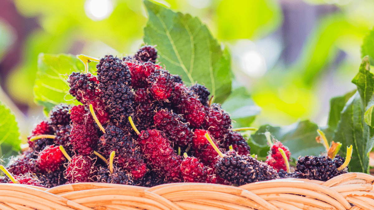 Mulberries in a basket