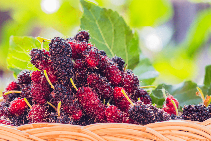 Mulberries in a basket
