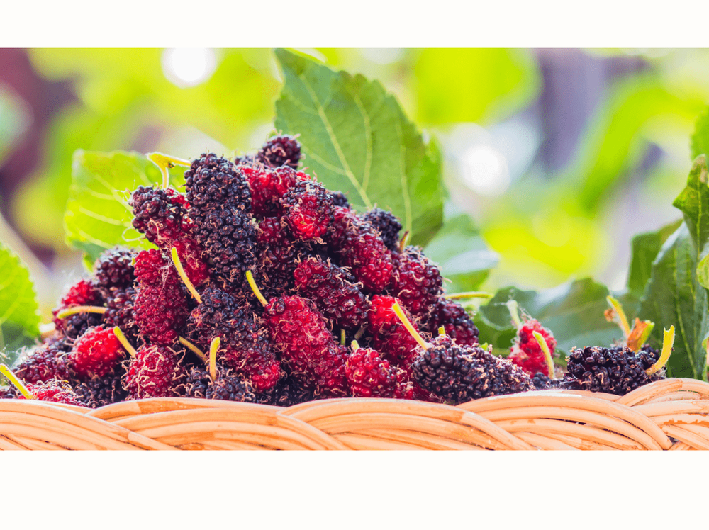 Mulberries in a basket