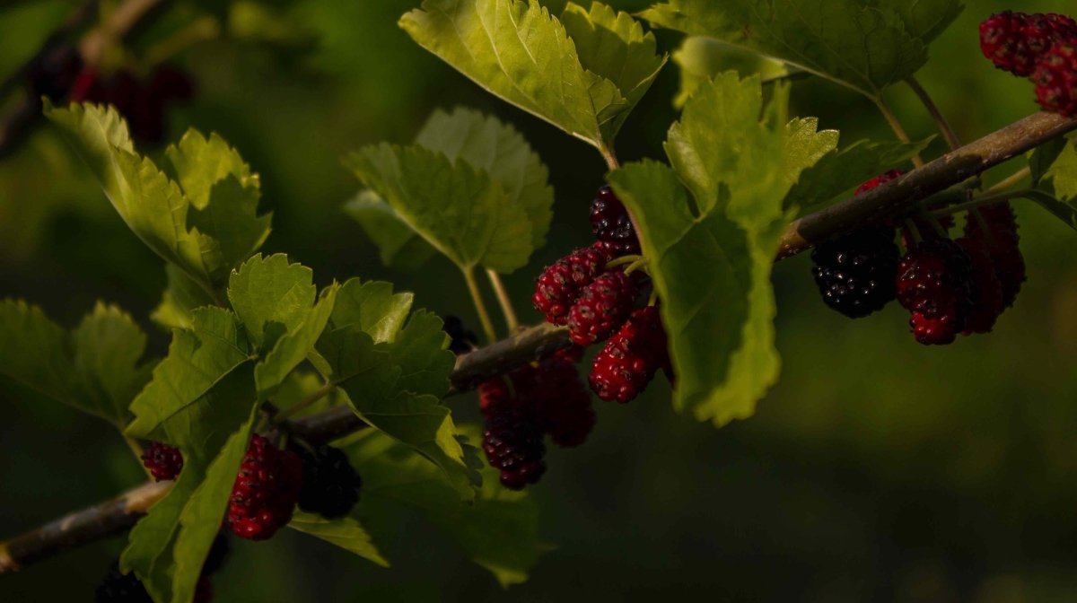 Mulberry tree branch