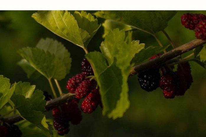 Mulberry tree branch