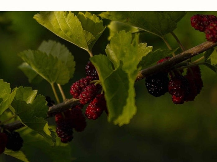 Mulberry tree branch