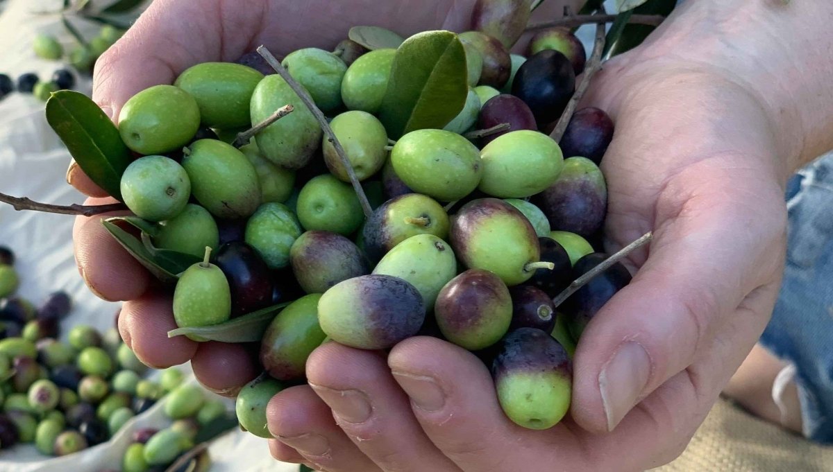 A large amount of picked green olives held in hands