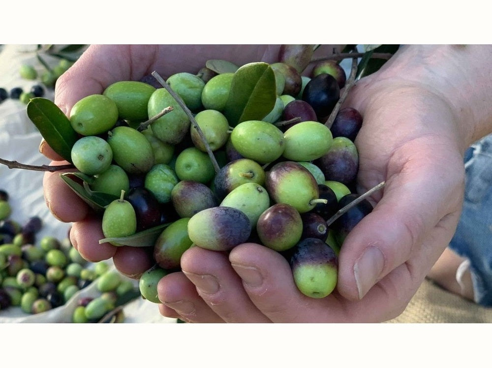 A large amount of picked green olives held in hands