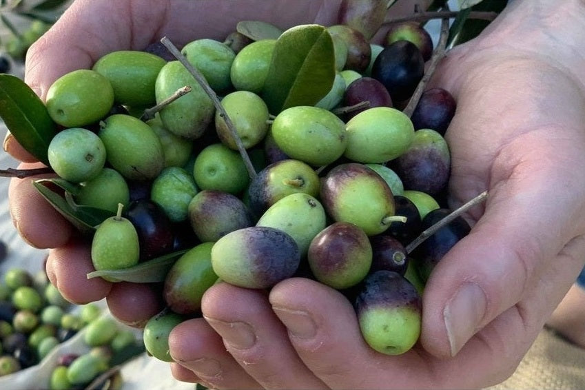A large amount of picked green olives held in hands