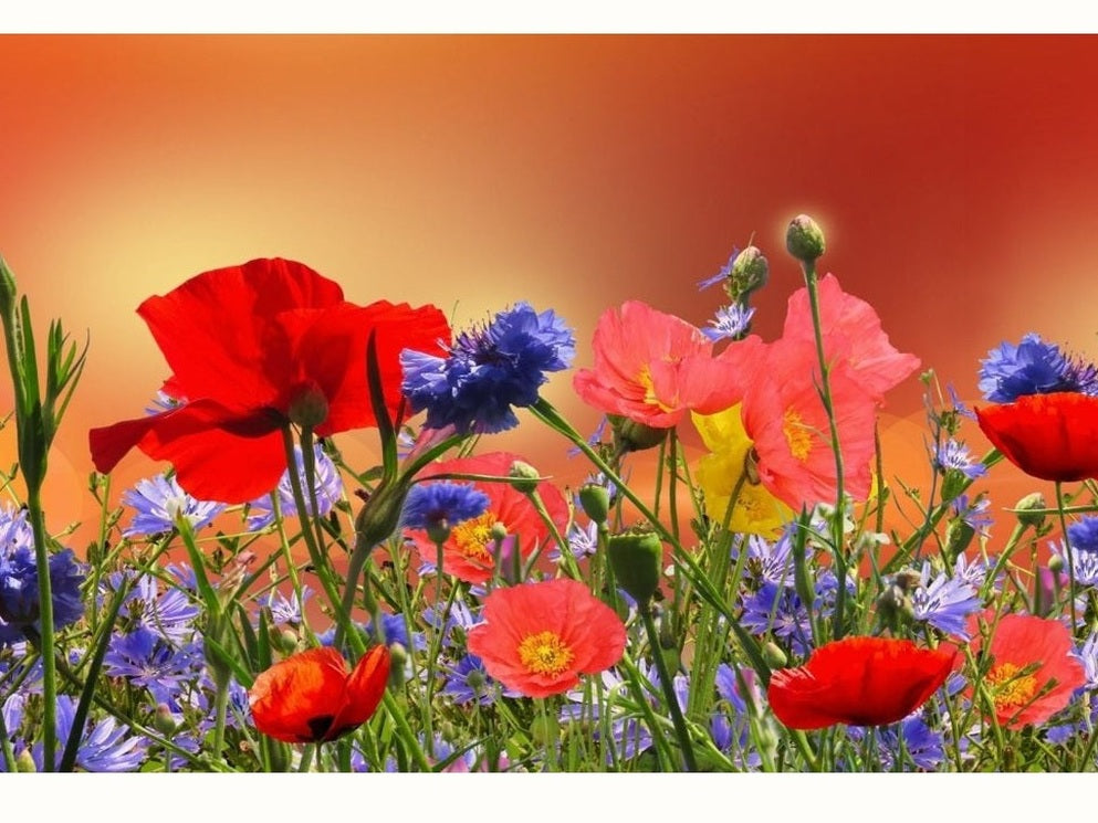 poppies and wild flowers in field