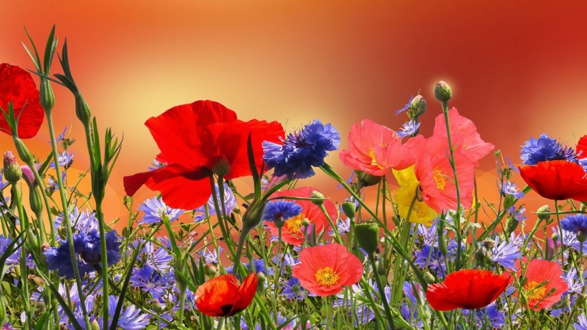 poppies and wild flowers in field