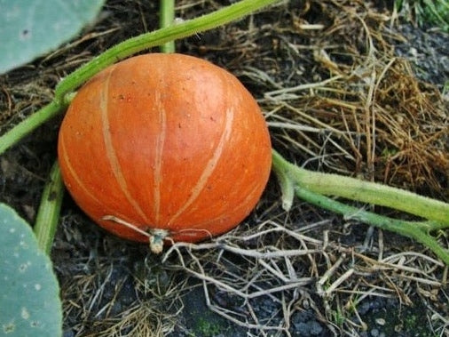 pumpkin growing in patch