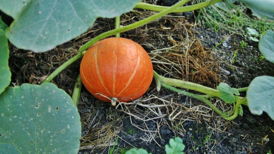 pumpkin growing in patch