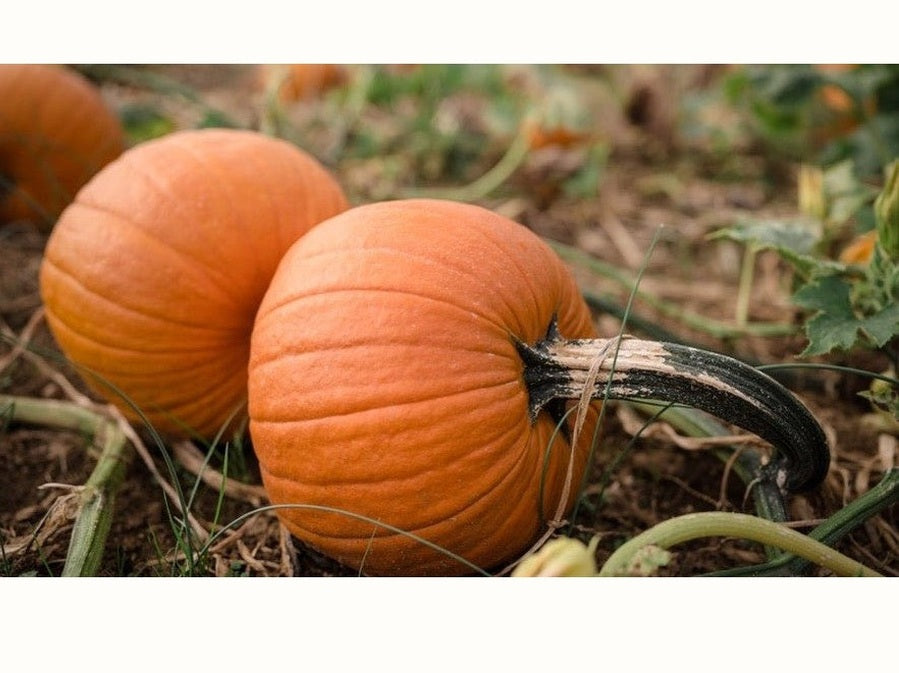Pumpkins growing on vine in field