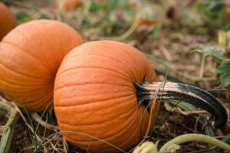 Pumpkins growing on vine in field