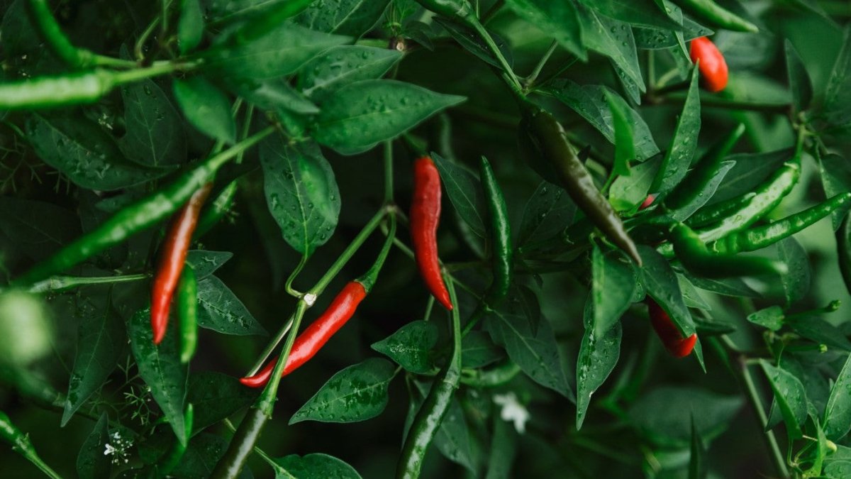 Chilli plant growing red, fully ripe, and green chillies
