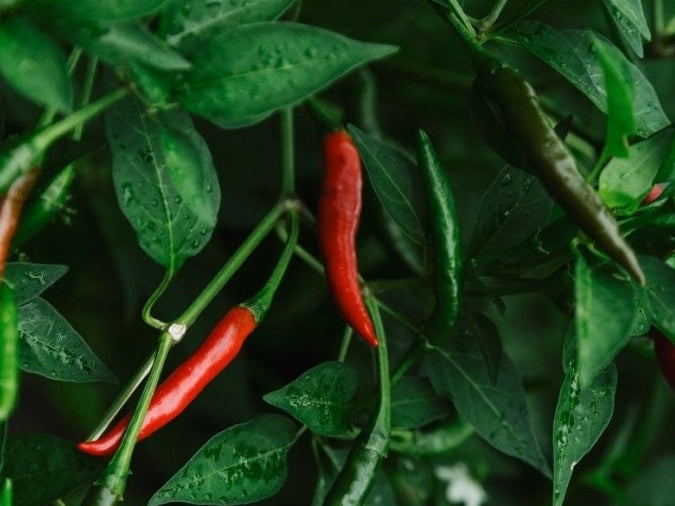 Chilli plant growing red, fully ripe, and green chillies