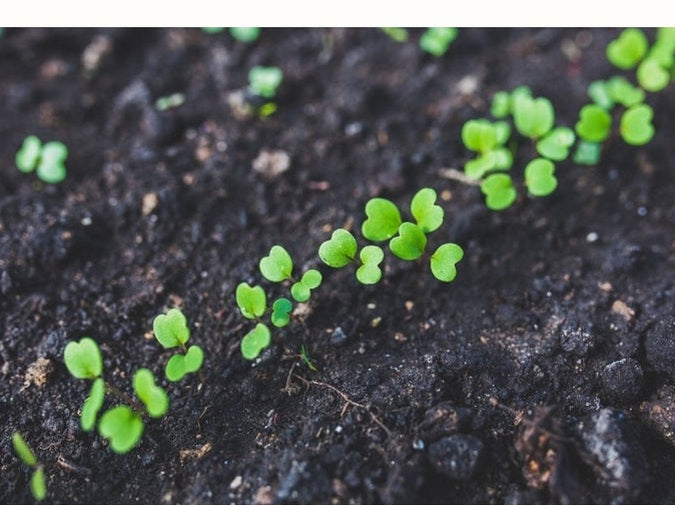 Row of young seedlings in soil