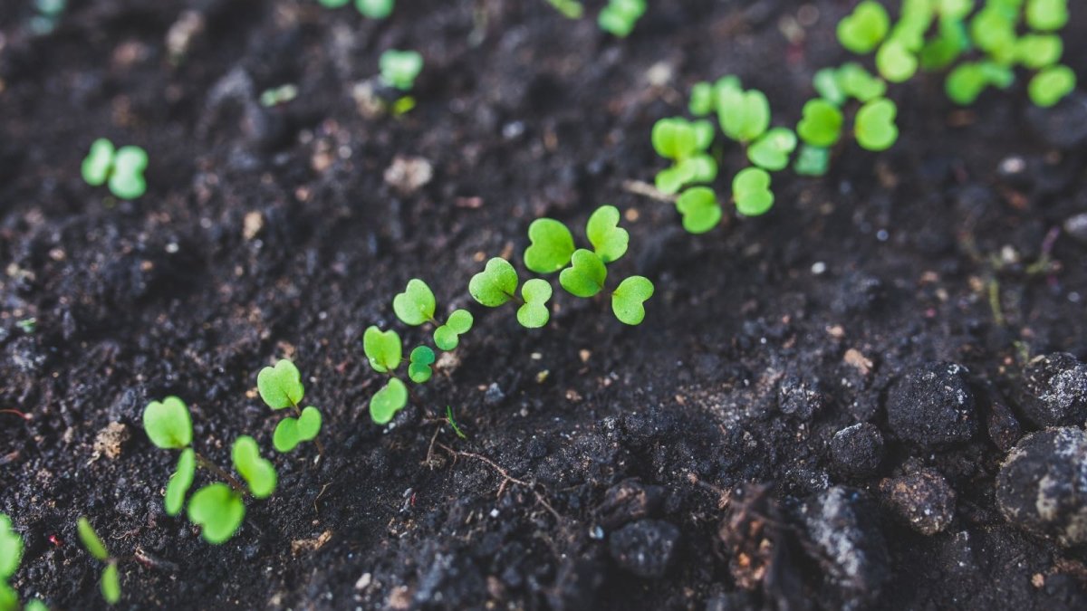 Row of young seedlings in soil