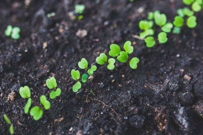 Row of young seedlings in soil