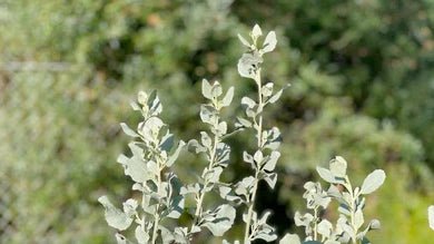 Image of saltbush in a garden