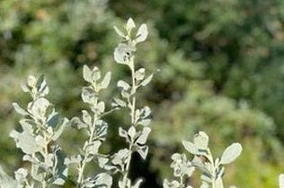 Image of saltbush in a garden