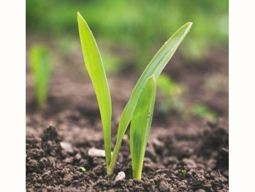 Seedling in soil