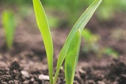 Seedling in soil