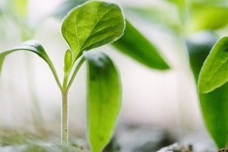 Small green seedlings
