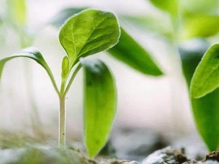Small green seedlings