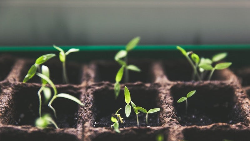 Seedlings in tray