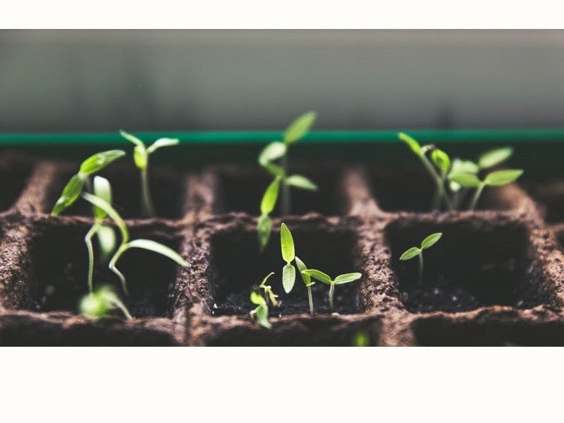 Seedlings in tray