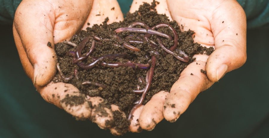 Worms in hands with worm compost