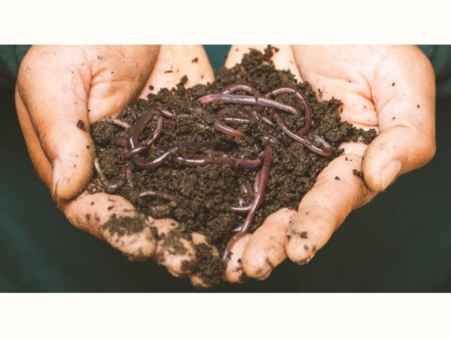 Worms in hands with worm compost