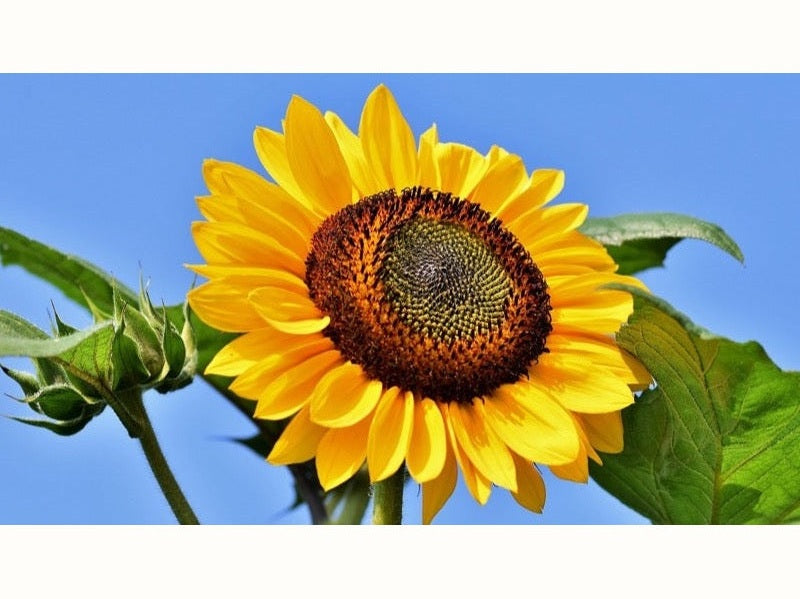 Sunflower against blue sky