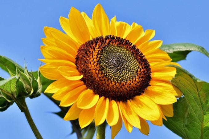 How to Help your Plants Through a Heatwave