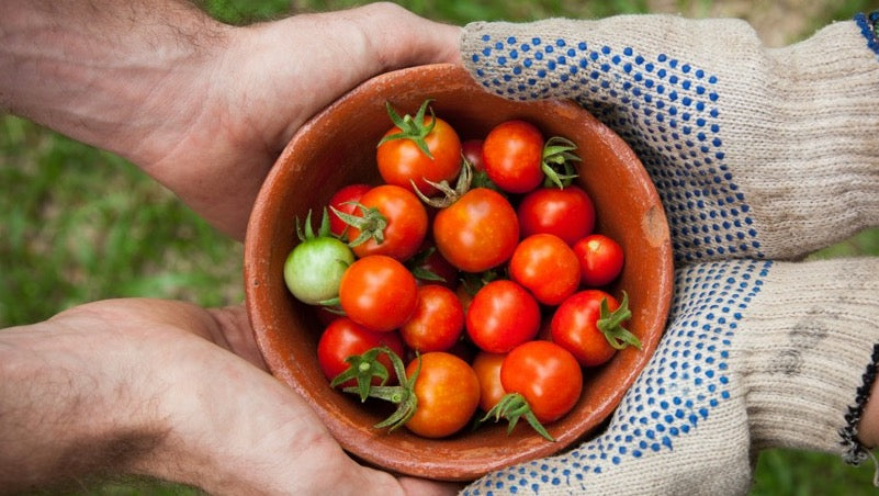 hands holding tomatoes in bowl