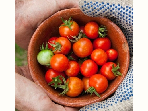 hands holding tomatoes in bowl