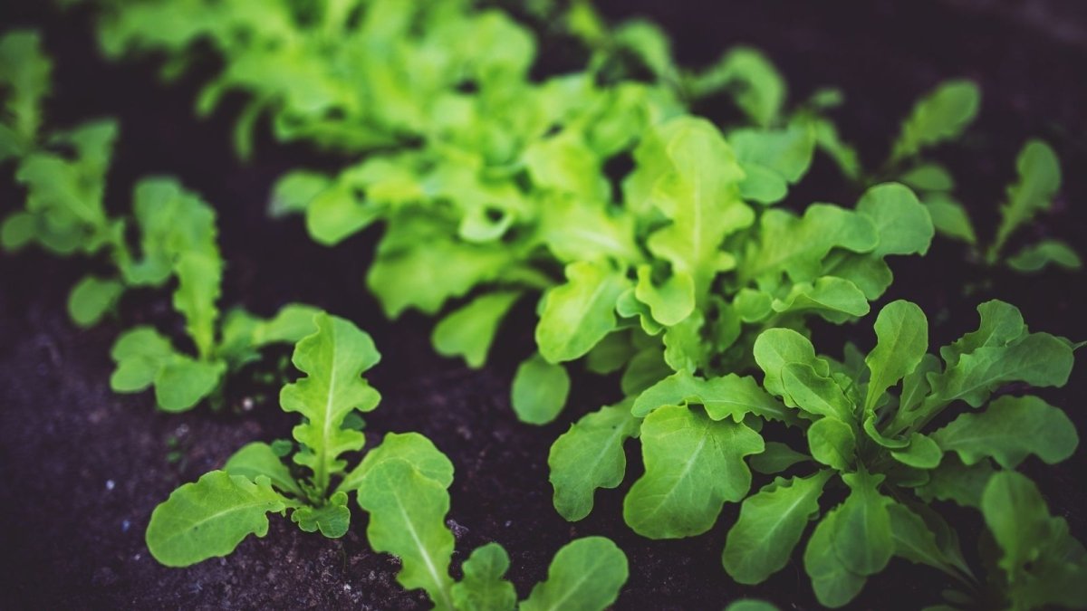 vegetable seedlings in soil