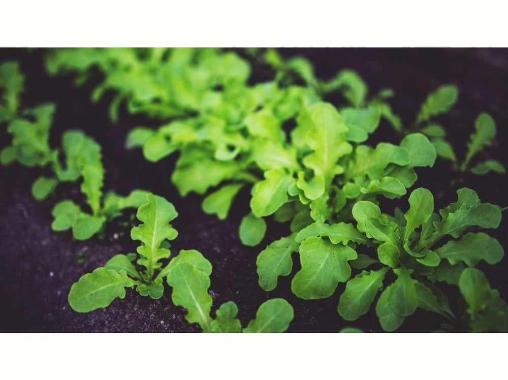 vegetable seedlings in soil