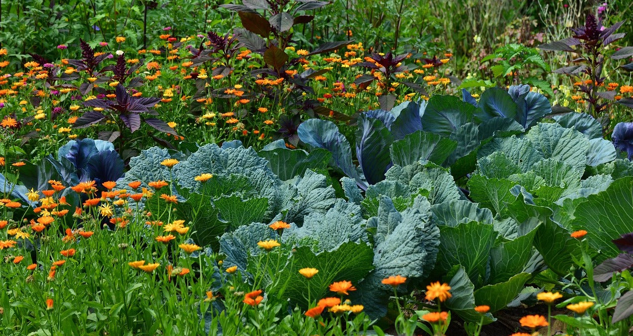 vegetable garden