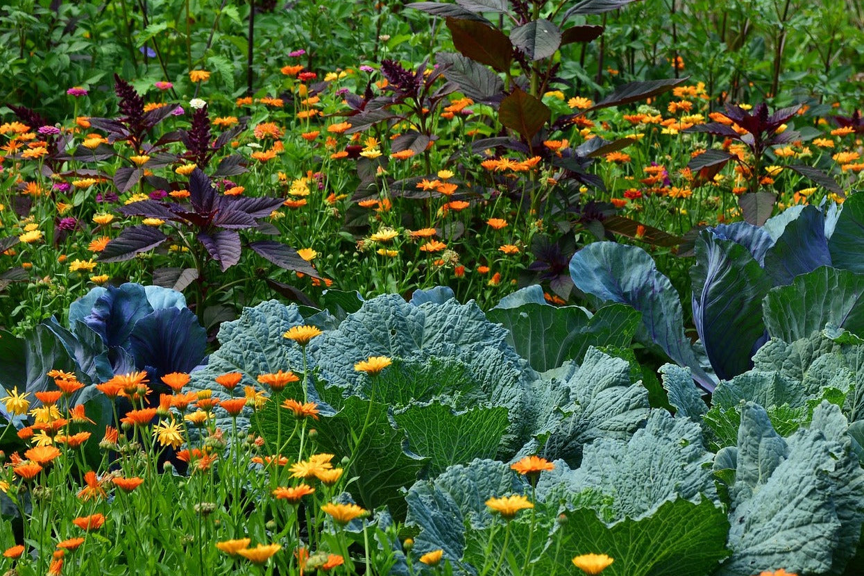 Special Heirloom Seeds to Sow in Perth