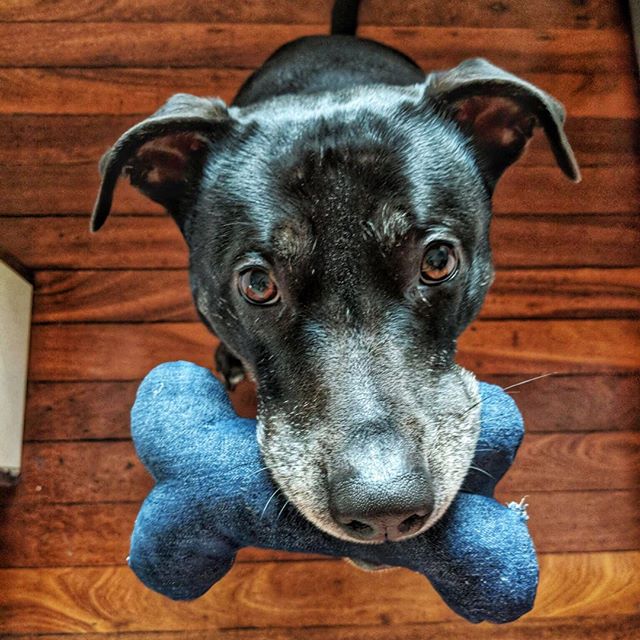 Pets - Urban Revolution Australia