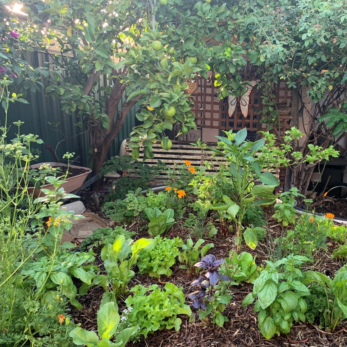 Garden - Urban Revolution Australia